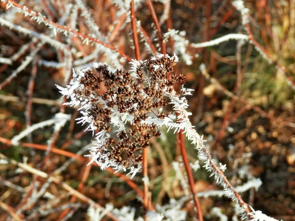 Winter und Eis auf Pflanzen.5 — Stockfoto