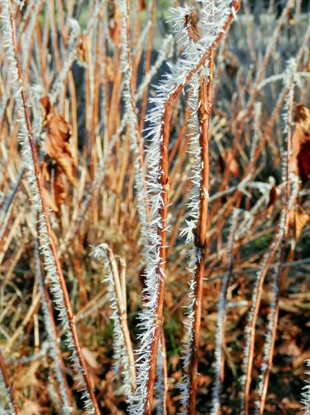 Winter und Eis auf Pflanzen.2 — Stockfoto