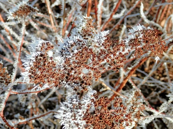 Invierno y hielo en las plantas.3 —  Fotos de Stock