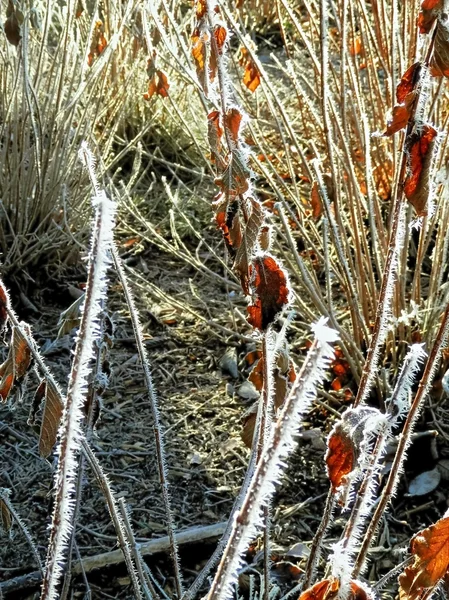 Kış ve plants.1 buzda — Stok fotoğraf