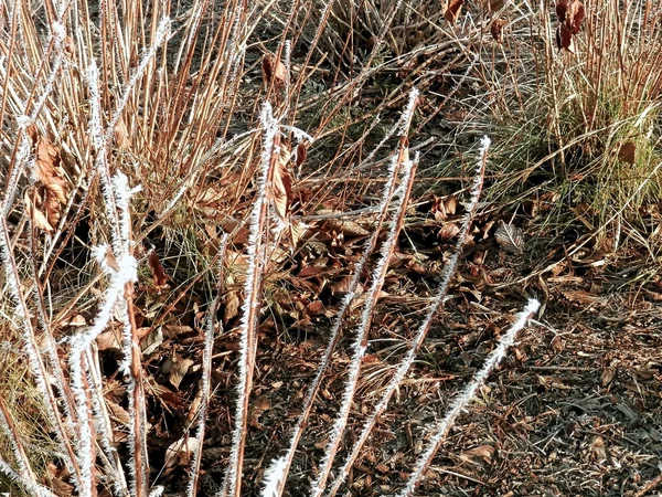 Winter und Eis auf Pflanzen.4 — Stockfoto