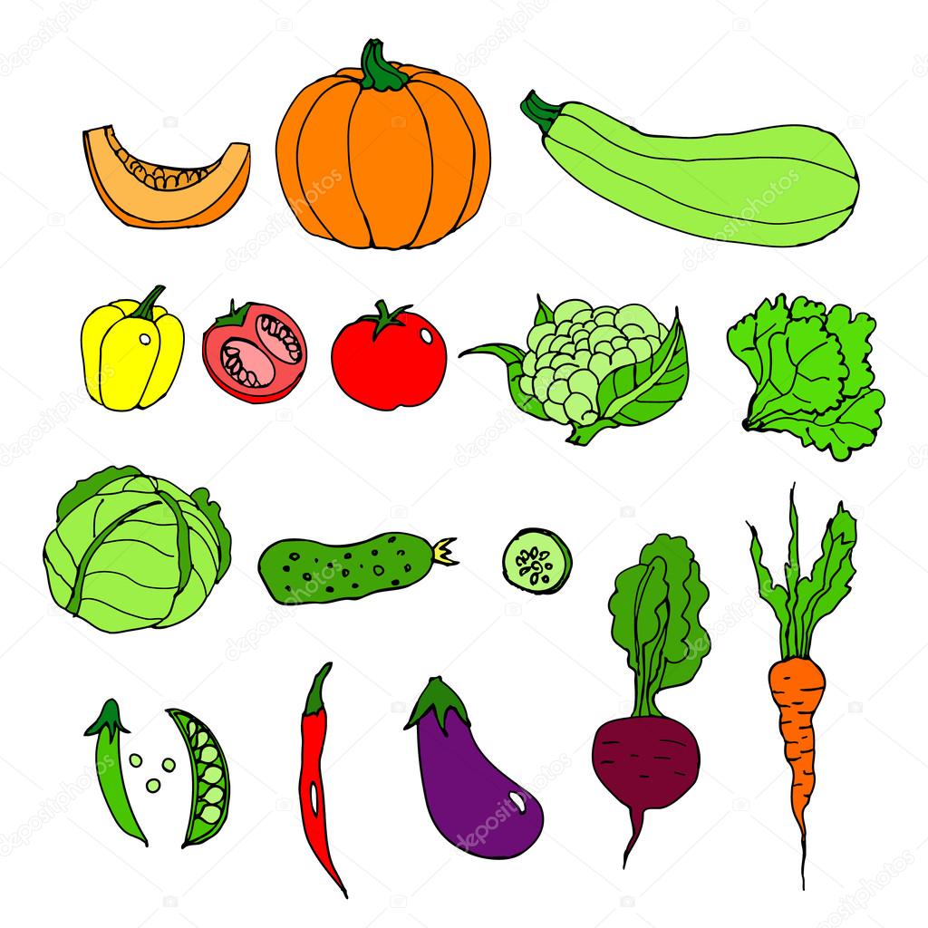 Set of ripe vegetables. Cartoon. pumpkin, zucchini, peppers, hot, chili, peas, tomato, cauliflower, cabbage, lettuce, cucumber, eggplant, beets, carrots