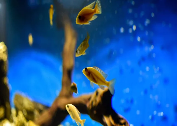 Des Petits Poissons Jaunes Nagent Dans Aquarium Fond Bleu Concept — Photo