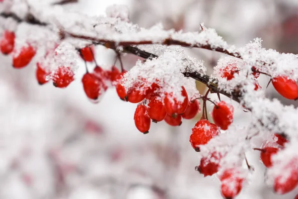 Snow Covered Branch Barberry Red Berries Close Royalty Free Stock Photos