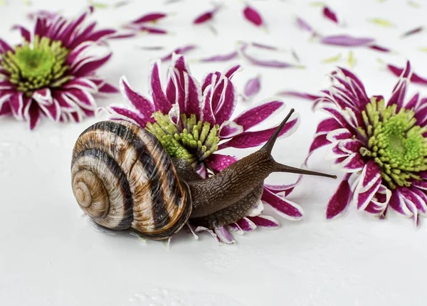 Grape snail examines chrysanthemum flowers on a white background, water drops. Close-up. Concept for spring and summer and spa services.
