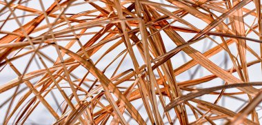 Hafif arka planda kuru, sarı çimen yaprakları. Yakın plan. Doğal desen.