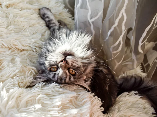 Maine Coon Cat Lies White Bedspread Home Funny Pets Kitty — Stock Photo, Image