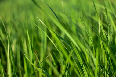 Genç, yeşil çimenler çayırda, tarlada, yakın planda. Ulusal arka plan. Bahar ya da yaz kavramı.