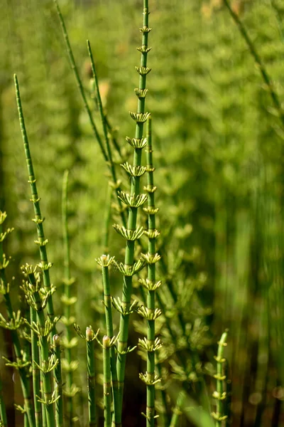 绿色的茎 马尾辫绿色的自然背景 夏天或春天的概念 治疗草药 — 图库照片