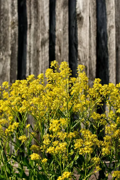 Pequeñas Flores Mostaza Amarillas Sobre Fondo Viejo Madera Lugar Para — Foto de Stock