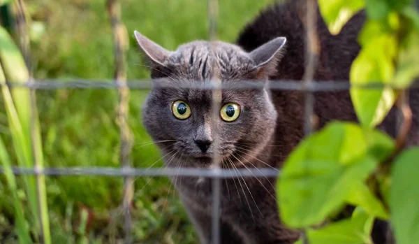 Angry gray cat behind a fence outdoors in nature. Look wild cat.