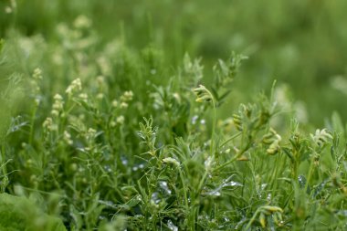 Yağmurdan sonra çayır ve çayır çimenleri, yakın plan, yeşil doğal arka plan. Sarı yabani fare bezelyeleri. Yaz ya da bahar için kavram.