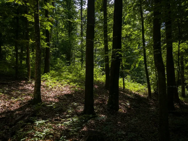 Boslandschap Met Silhouetten Van Bomen Groen Tijdens Een Zonnige Zomerdag — Stockfoto