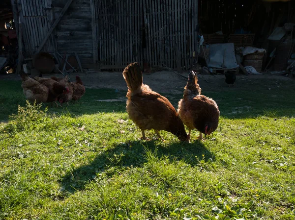 Csirkék Sziluettjei Kemény Háttérvilágításban Ragyogó Tollakkal Farmon Napsütéses Este — Stock Fotó