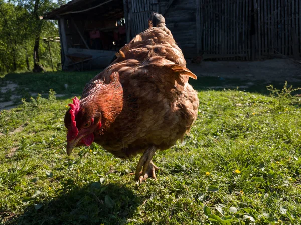 Silhouettes of chickens in a harsh backlight with glowing feathers in farmyard during sunny evening