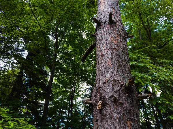 Dennenboom Met Resten Van Oude Takken Een Altijd Groen Bos — Stockfoto