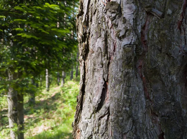 Γάβγισμα Υφή Και Αφηρημένα Σχήματα Ένα Πεύκο Ένα Καταπράσινο Δάσος — Φωτογραφία Αρχείου
