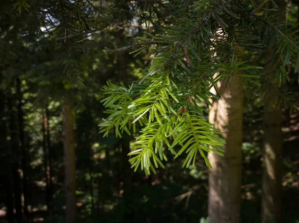 Részlet Egy Fenyőfáról Zöld Tűk Egy Ágon Egy Örökzöld Erdőben — Stock Fotó