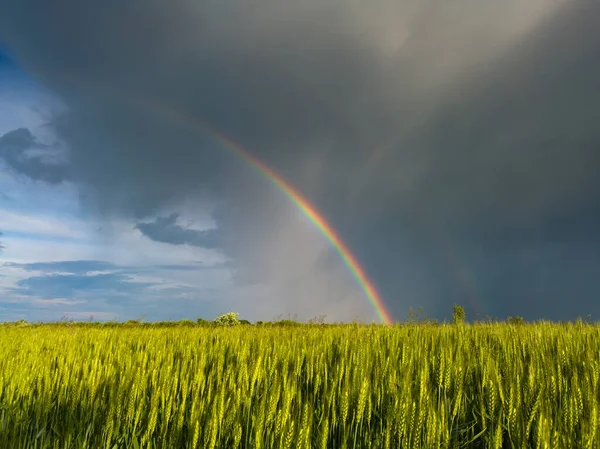 Çifte parlak renkli gökkuşağı kasvetli uğursuz bulutların önünde bir tarım tarlasının üzerinde yaz akşamında ekilmiş buğdayla birlikte.