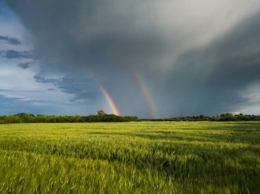 Kasvetli, uğursuz bulutların önünde, güneşli bir yaz akşamı ekilen buğday tarlasının üzerinde çifte parlak gökkuşağı.