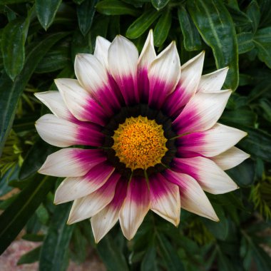 Mor ve beyaz renkli büyük gerbera çiçeği yeşil renk sapına karşı.