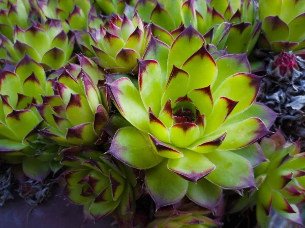 Rosetta Houseleku Nebo Sempervivum Tektorum Zelené Barvě Fialovými Hroty — Stock fotografie