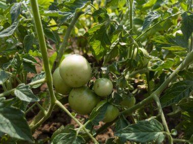 Güneşli bir yaz gününde sebze bahçesinde sapına asılmış yeşil kiraz domatesleri. Evde tarımsal organik sebze yetişiyor..