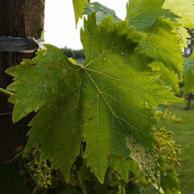 Görünür damarları olan bir asma yaprağı ve çiğ ya da yağmurdan düşen su damlaları..