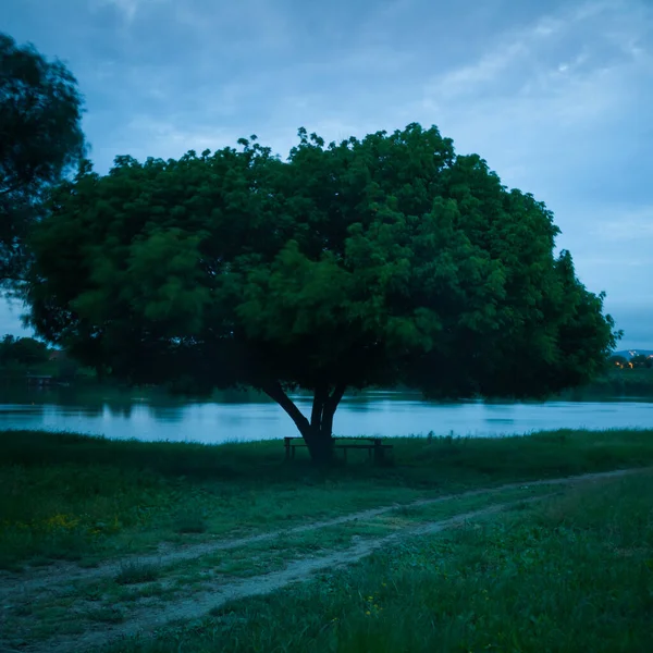 One Solid Tree Large Canopy Overgrown Green Leaves Resolutely Resisted — Stock Photo, Image