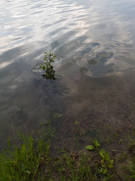 Intimate Landscape Submerged Grass River Shore Water Flows Plant Ripples — Fotografia de Stock