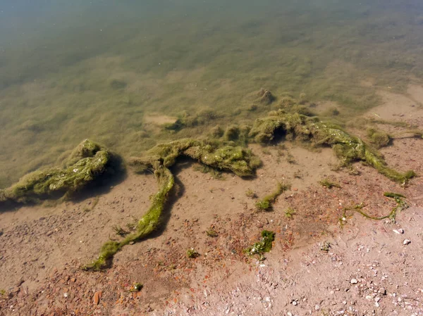 Detail Aus Den Untiefen Des Flusses Süßwasseralgen Unter Wasser Klarem — Stockfoto