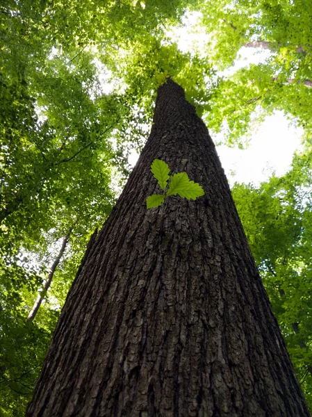 Yukarda meşe ağacı boyunca, yeşil yapraklı ve kabuklu küçük bir dal var. Cesur, kararlı, ilk Slavların kutsal ağacı, orman manzarasının ayrıntıları, dayanıklı güçlü ahşap