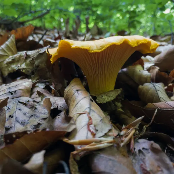 Közelről Sárga Chanterelle Gomba Erdő Padlóján Ősszel Ehető Gombák Gyűjtése — Stock Fotó