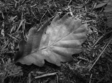 Topraktaki damar desenli kuru meşe yaprağını kapat, mevsimleri değiştirme kavramı, sonbahar geldi.