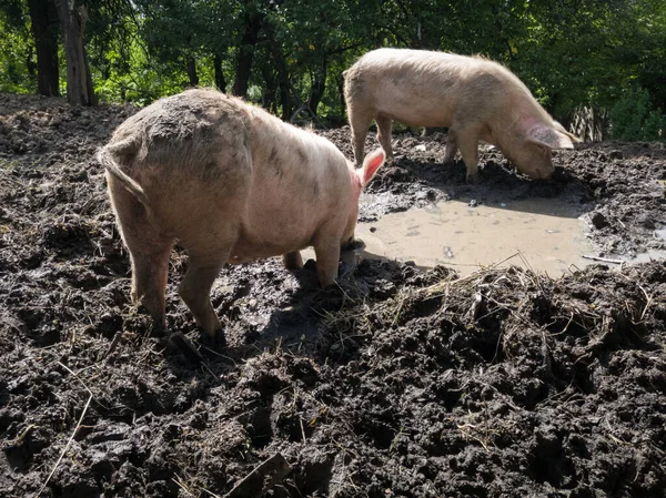 Dos Cerdos Domésticos Sucios Cerdas Cavan Lodo Con Sus Hocicos —  Fotos de Stock