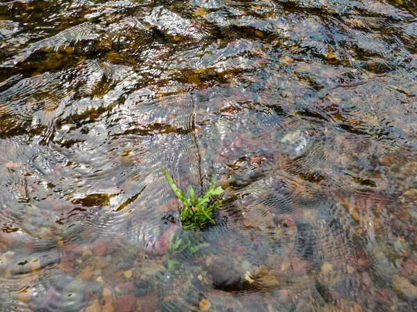 Wavy surface of water on shallow rapid stream with colorful gravel at bottom, water running around plant in creek, intimate landscape