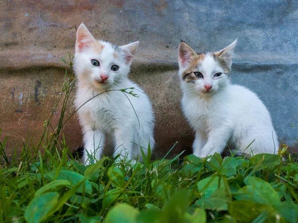 Dos Gatitos Lindos Pequeños Con Pelo Blanco Corto Sentado Hierba — Foto de Stock