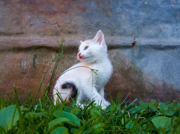 Pequeño Gatito Lindo Con Pelo Blanco Corto Sentado Hierba Contra — Foto de Stock