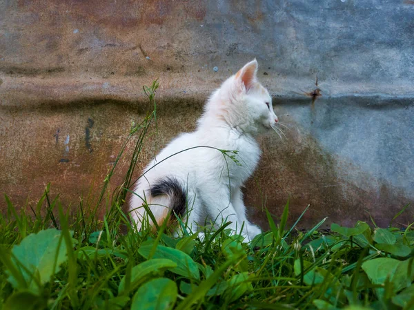 小巧可爱的小猫 短而白的头发坐在草地上 与生锈的皱巴巴的金属片相映成趣 — 图库照片