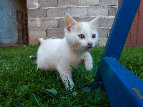 Pequeño Gatito Lindo Con Pelo Blanco Corto Vagando Por Patio — Foto de Stock