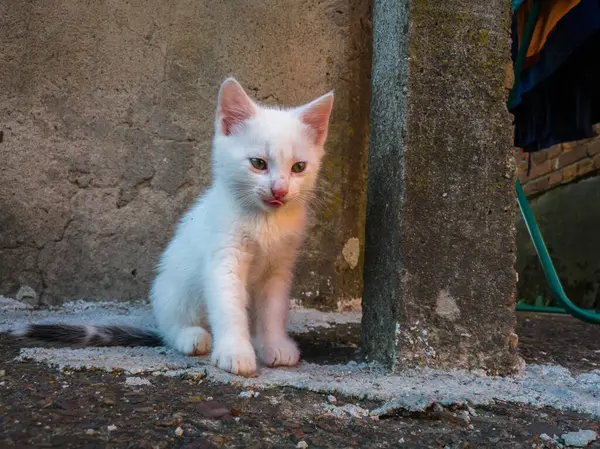 Küçük Sevimli Kedicik Kısa Beyaz Saçlı Betonun Üzerinde Eski Duvarda — Stok fotoğraf