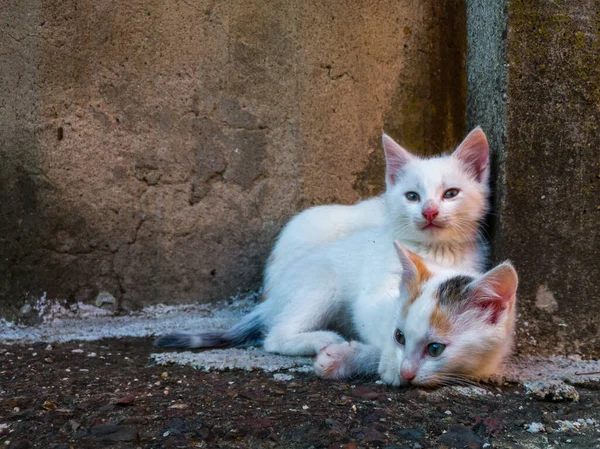 Dos Gatitos Lindos Pequeños Con Pelo Blanco Corto Encuentra Hormigón — Foto de Stock