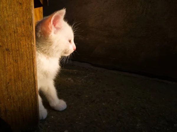 Small Cute Kitty Short White Stands Wooden Stool Sunlit Evening — Stock Photo, Image