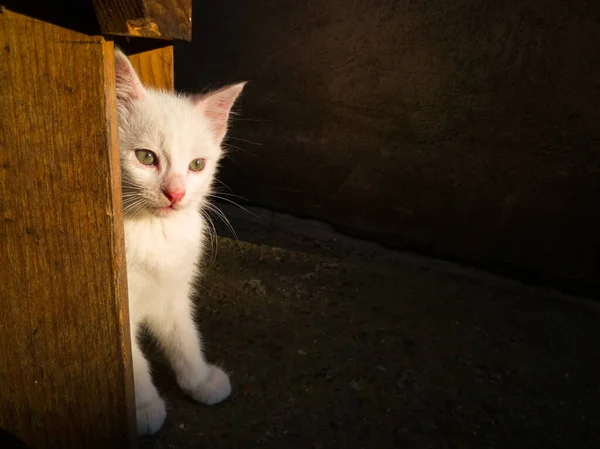 Pequeño Gatito Lindo Con Postes Blancos Cortos Bajo Taburete Madera — Foto de Stock