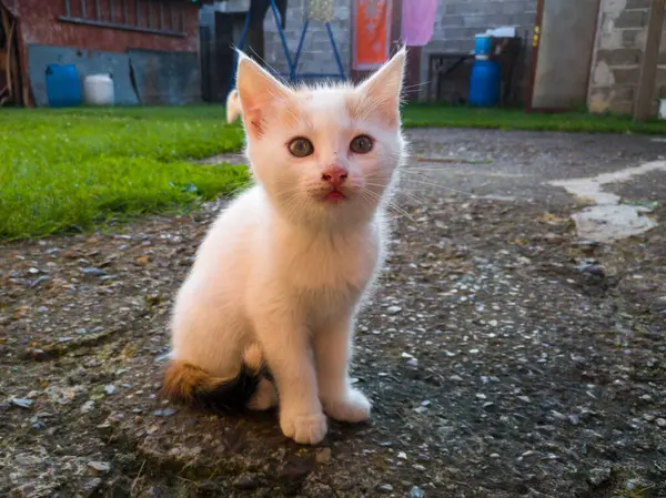 Pequeño Gatito Lindo Con Pelo Blanco Corto Sentado Concreto Posando — Foto de Stock