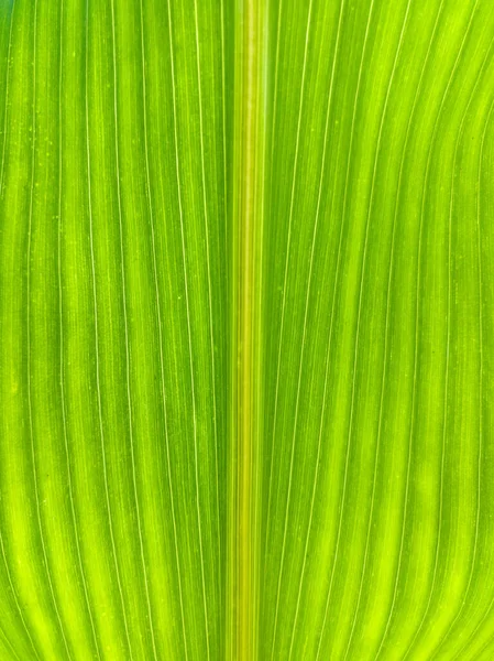 Detailní Záběr Zeleného Kukuřičného Listu Vertikálním Žilním Vzorem Zdravá Zemědělská — Stock fotografie