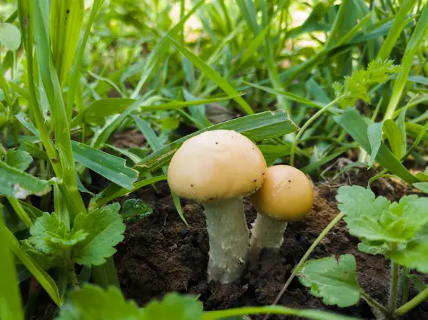 Close Dois Pequenos Cogumelos Selvagens Com Bonés Amarelos Caules Brancos — Fotografia de Stock