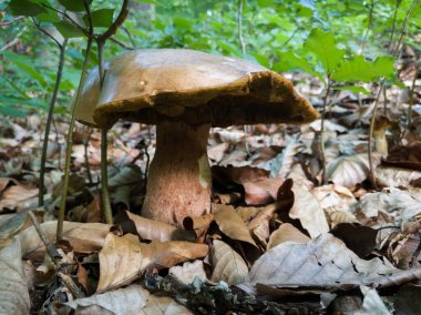 Kuru yapraklar ve genç ağaçlarla çevrili orman zemininde yaşlı vahşi Boletus.