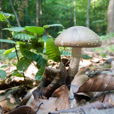 Yaban mantarı gri şapkalı ve orman zemininde beyaz saplı orman yeşilliğine karşı kuru yapraklarla çevrili.