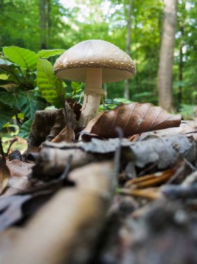 Yaban mantarı gri şapkalı ve orman zemininde beyaz saplı orman yeşilliğine karşı kuru yapraklarla çevrili.